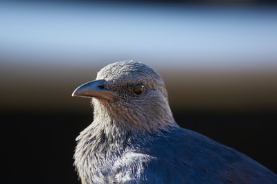 近景摄影中的蓝灰鸟